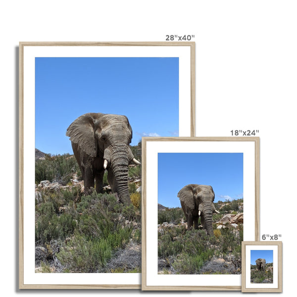 African Elephant Framed & Mounted Print