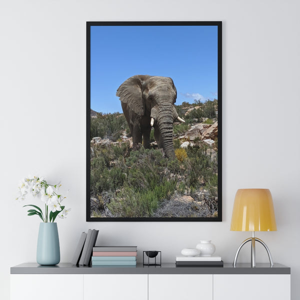 African Elephant