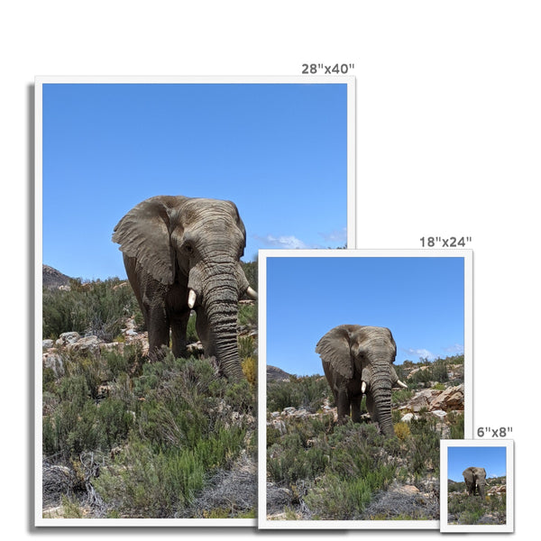 African Elephant Framed Print