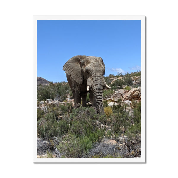 African Elephant Framed Print