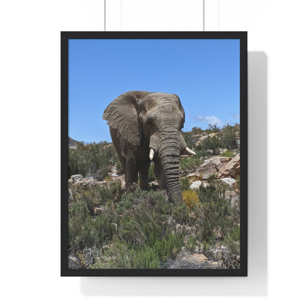 African Elephant