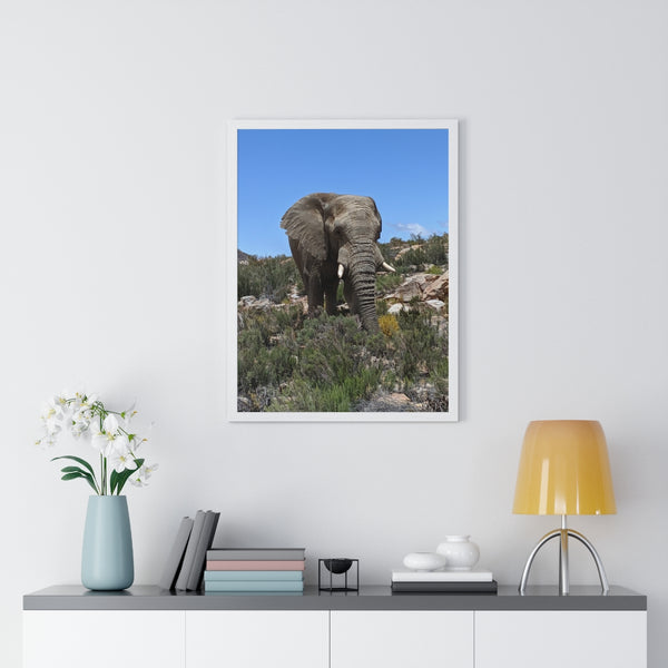 African Elephant