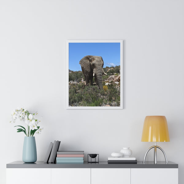 African Elephant