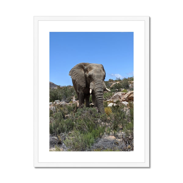 African Elephant Framed & Mounted Print