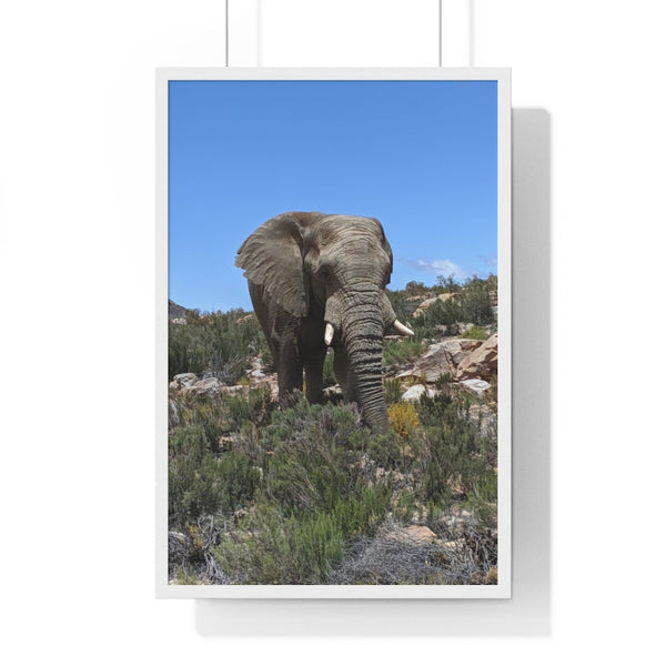 African Elephant