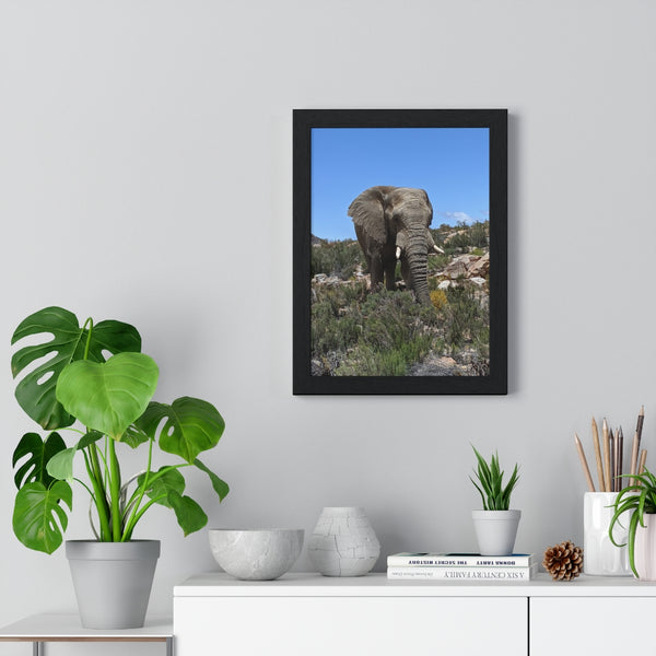 African Elephant