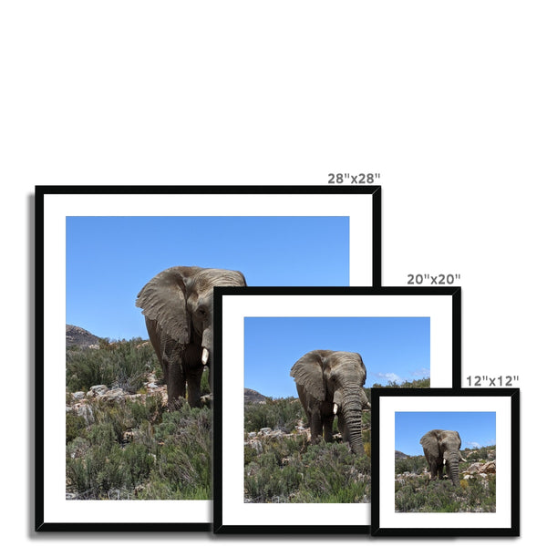 African Elephant Framed & Mounted Print