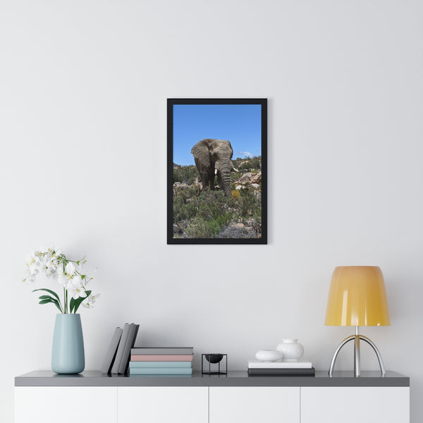 African Elephant