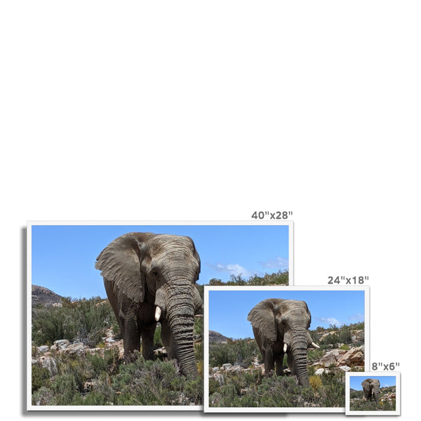 African Elephant Framed Print
