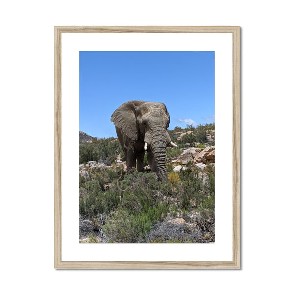 African Elephant Framed & Mounted Print