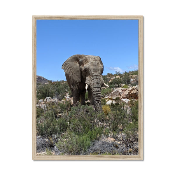 African Elephant Framed Print