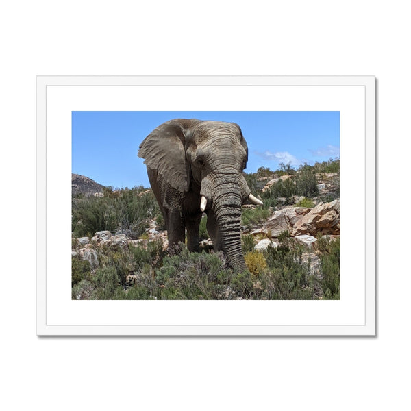 African Elephant Framed & Mounted Print