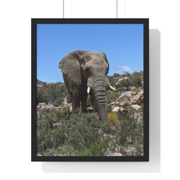 African Elephant