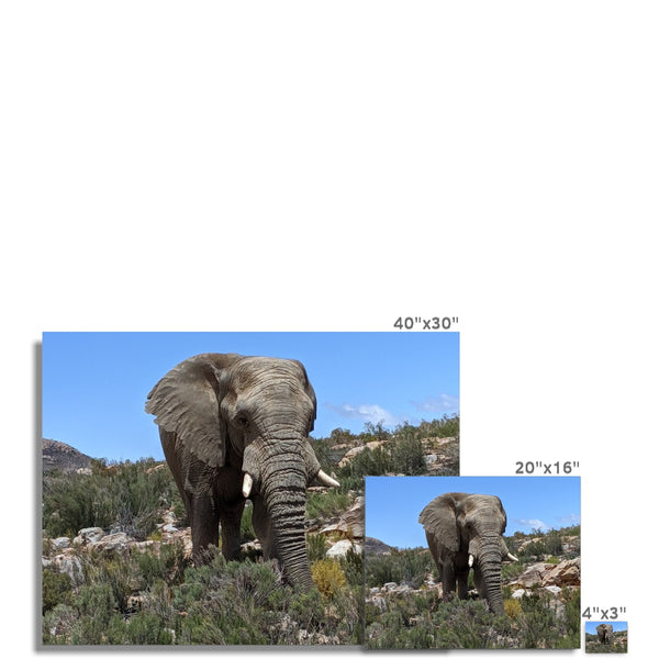 African Elephant C-Type Print